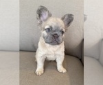 Puppy Cinderella French Bulldog