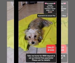 Yorkshire Terrier Puppy for sale in TUCSON, AZ, USA