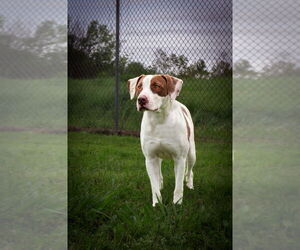 American Pit Bull Terrier-Unknown Mix Dogs for adoption in Oakhurst, NJ, USA
