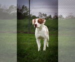 Small American Pit Bull Terrier Mix