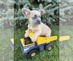 Small #1 French Bulldog
