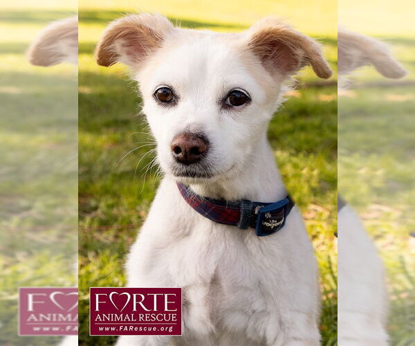 Medium Photo #1 Pomeagle Puppy For Sale in Marina del Rey, CA, USA