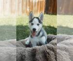 Small #2 Siberian Husky