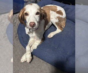 UT/Bella - Female Brittany Dog for Adoption - Photo #3