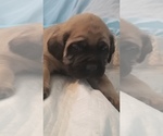 Small Photo #25 Mastiff Puppy For Sale in FULTON, NY, USA