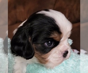 Cavalier King Charles Spaniel Puppy for sale in DOON, IA, USA