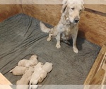 Small #2 Golden Retriever