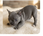 Small #4 French Bulldog