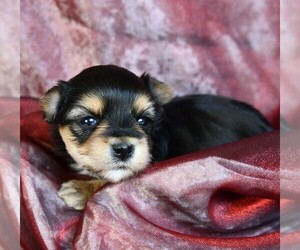 Morkie Puppy for sale in ROCK VALLEY, IA, USA