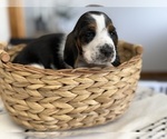 Small #6 Basset Hound
