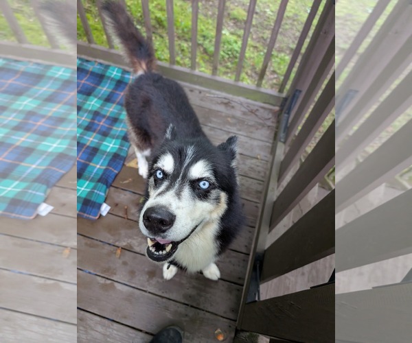 Medium Photo #2 Siberian Husky Puppy For Sale in Uwchlan, PA, USA