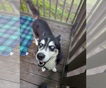 Small #1 Siberian Husky