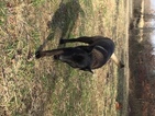 Small Photo #3 Belgian Malinois Puppy For Sale in BLACK ROCK, AR, USA