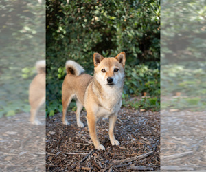 Shiba Inu Puppy for sale in LAGUNA NIGUEL, CA, USA