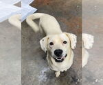Small Labrador Retriever Mix