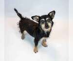 Small #4 Dachshund Mix