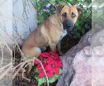 Small Photo #2 Black Mouth Cur-Unknown Mix Puppy For Sale in Oklahoma City, OK, USA