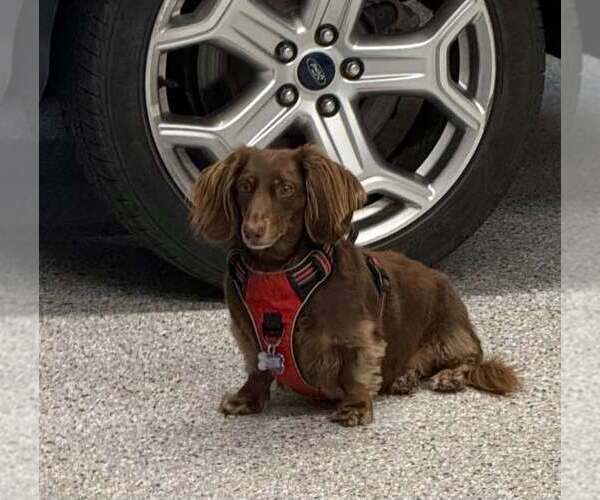 Medium Photo #2 Dachshund Puppy For Sale in Sioux Falls, SD, USA