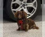 Small Photo #2 Dachshund Puppy For Sale in Sioux Falls, SD, USA
