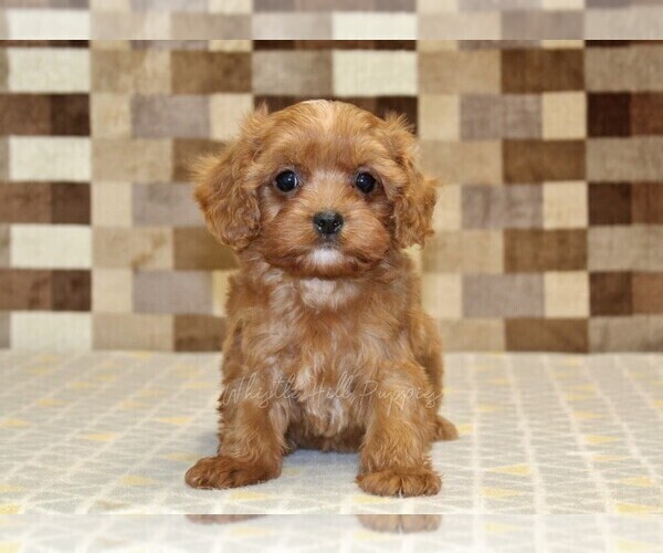 Medium Photo #3 Cavapoo (Miniature) Puppy For Sale in DENVER, PA, USA