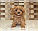 Ivan - Male Cavapoo (Miniature) Puppy for Sale - Photo #3