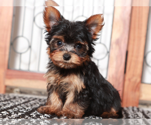 Yorkshire Terrier Puppy for sale in NAPLES, FL, USA