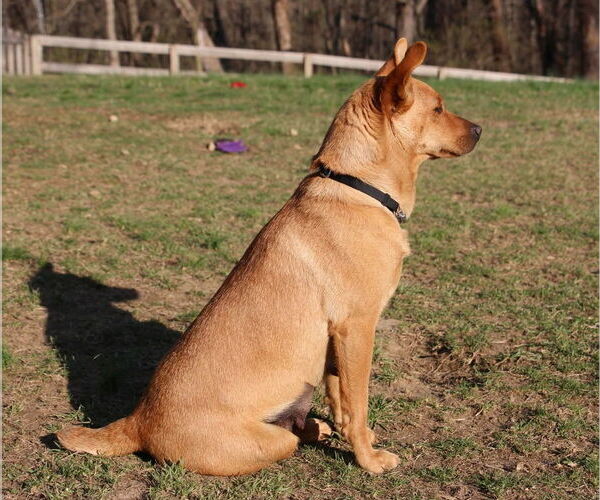 Medium Photo #3 Feist Terrier-Unknown Mix Puppy For Sale in Aurora, IN, USA