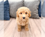 Puppy Kelly Miniature Labradoodle