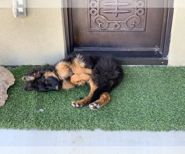 Medium Photo #23 German Shepherd Dog Puppy For Sale in PINON HILLS, CA, USA