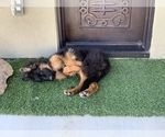 Small #22 German Shepherd Dog