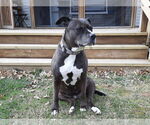 Small #5 Labrador Retriever Mix