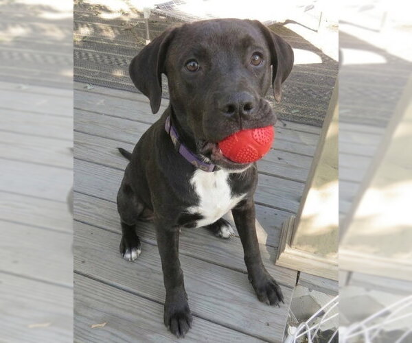 Medium Photo #1 Boxador Puppy For Sale in Grovertown, IN, USA
