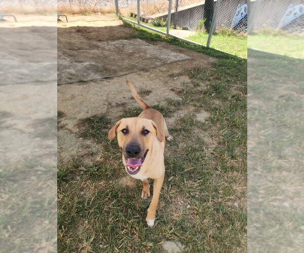 Medium Photo #4 Mutt Puppy For Sale in Evansville, IN, USA