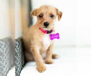 Mutt Dogs for adoption in Corona, CA, USA