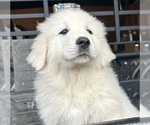 Small Photo #5 Great Pyrenees Puppy For Sale in DRAKES BRANCH, VA, USA