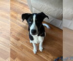 Small #2 Siberian Husky Mix