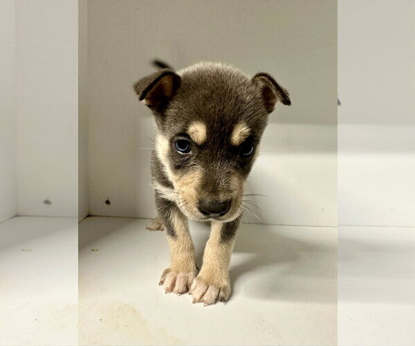Medium Photo #4 Labrador Retriever-Unknown Mix Puppy For Sale in San Diego, CA, USA