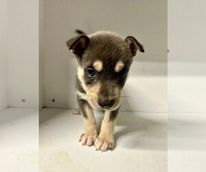 Labrador Retriever-Unknown Mix Dogs for adoption in San Diego, CA, USA