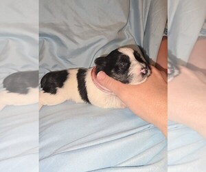 Schnauzer (Miniature) Dog for Adoption in THAXTON, Virginia USA