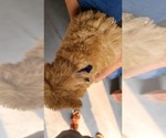 Small #2 Poodle (Standard)