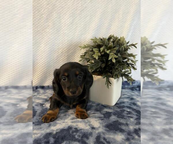 Medium Photo #2 Dachshund Puppy For Sale in LOOGOOTEE, IN, USA