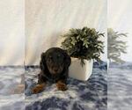 Small #1 Dachshund