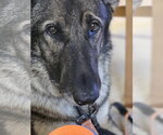 Small #1 German Shepherd Dog