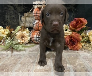 German Shorthaired Lab Puppy for sale in KATY, TX, USA