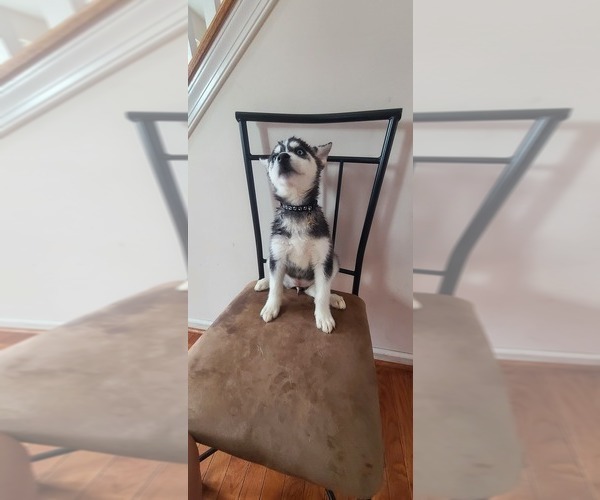 Medium Photo #1 Siberian Husky Puppy For Sale in SICKLERVILLE, NJ, USA