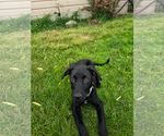 Small #2 Labrador Retriever