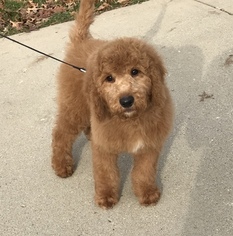 Goldendoodle Puppy for sale in CANONSBURG, PA, USA
