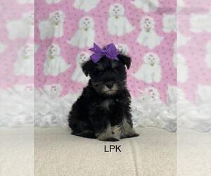 Schnauzer (Miniature) Puppy for Sale in WINNSBORO, Louisiana USA