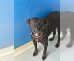 *RAMONA - Female Australian Shepherd-Unknown Mix Dog for Adoption - Small photo