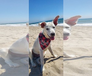 Labrador Retriever-Unknown Mix Dogs for adoption in San Diego, CA, USA